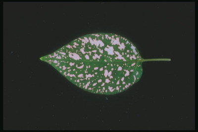 Oval blad med lila fläckar