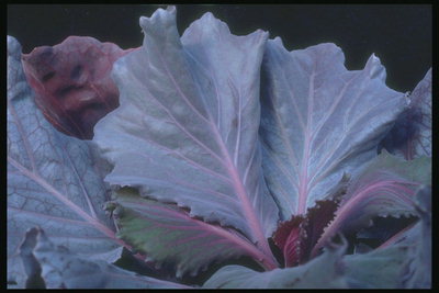 Leaves of cabbage rose