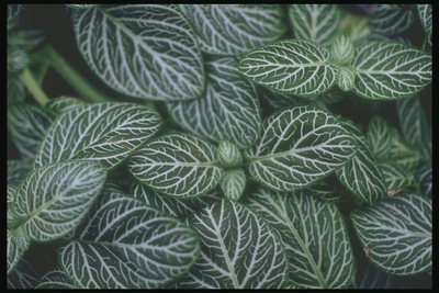 Bush Blätter oval und weiß nervate