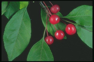 Cherry gren med bär