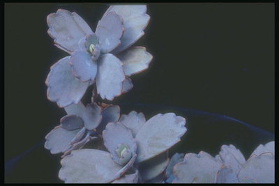 La filiale foglie color lilla