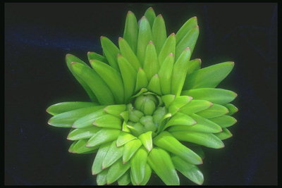 Hellgrüne Blätter in Form einer Blume