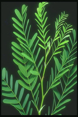 Branches avec des feuilles ovales et fines tiges