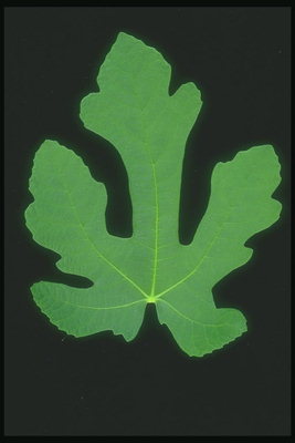 Leaf z ząbkowanych krawędziach