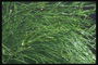 Temno zeleno listje vidno niti