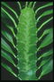 Detail kaktus s malými ostny a listí