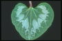 Zielony kolor liści z niebieskim spoty i ostre krawędzie
