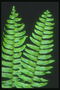Twigs fern hue xanh trên một nền đen