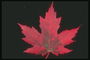 화염 - 붉은 단풍나무 잎