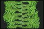 Xem chi tiết của một chi nhánh của fern spores