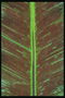 Фрагмент листка с ярковыраженными коричневыми жилками