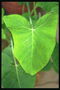 칼라 색상이 밝은 녹색 잎