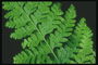 Các chi nhánh của fern với lá nhỏ tròn