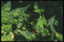 O ramo de maple folla na luz verde imaculado