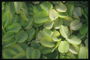 Листки круглые, бледно-салатовые 