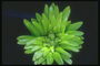 Салатовые листки в форме цветка