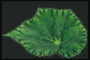 Темно-зеленый лист с ворсистыми краями