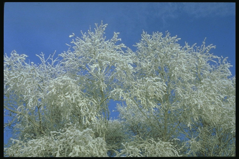 Ветви в снегу на фоне голубого неба