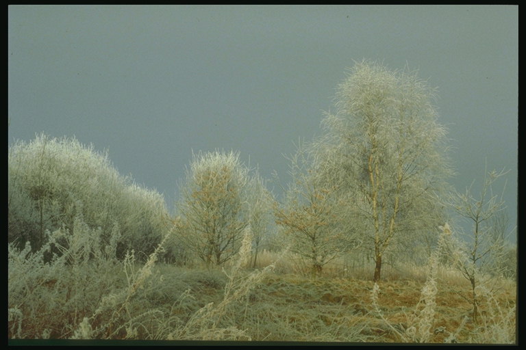 Birch and shrubs after the frost