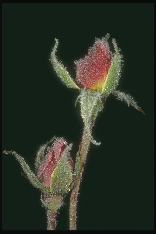Pumpurus rožu ar pilienu ledus