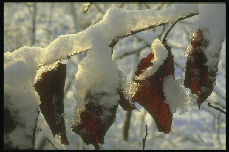 La branca de fulles de tardor a la neu