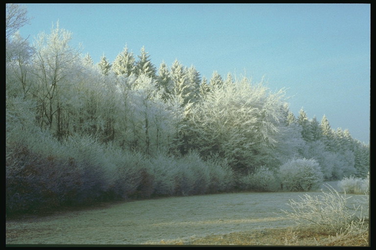 المناظر الطبيعية في فصل الشتاء. النفحة الأولى من فصل الشتاء