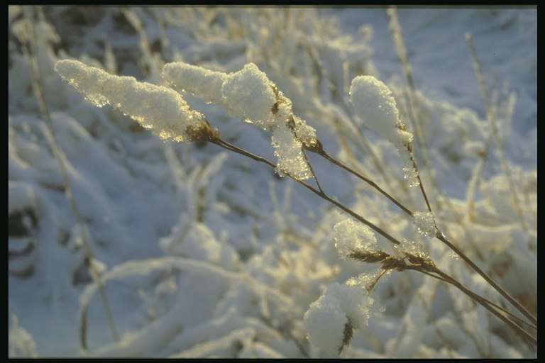 Rumput kering di bawah berat salju