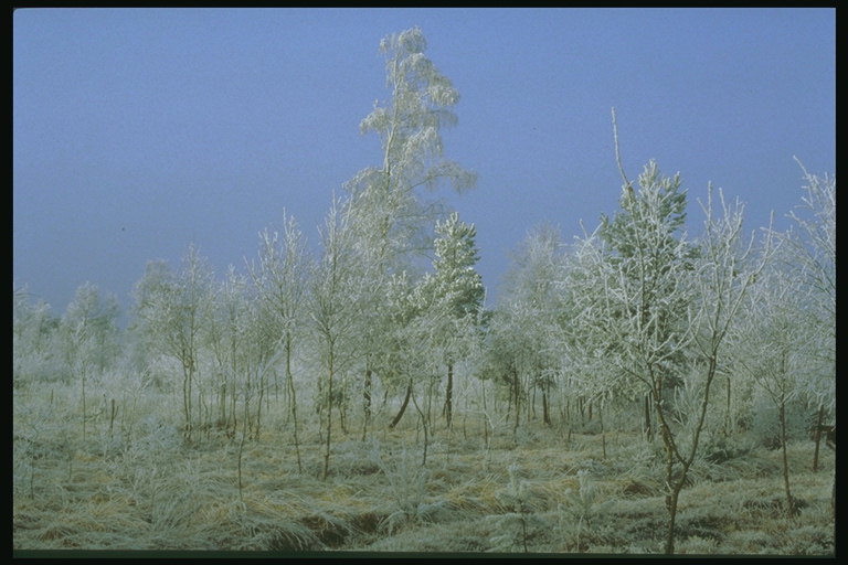Lanjai birches di fluffy pakaian dengan frost
