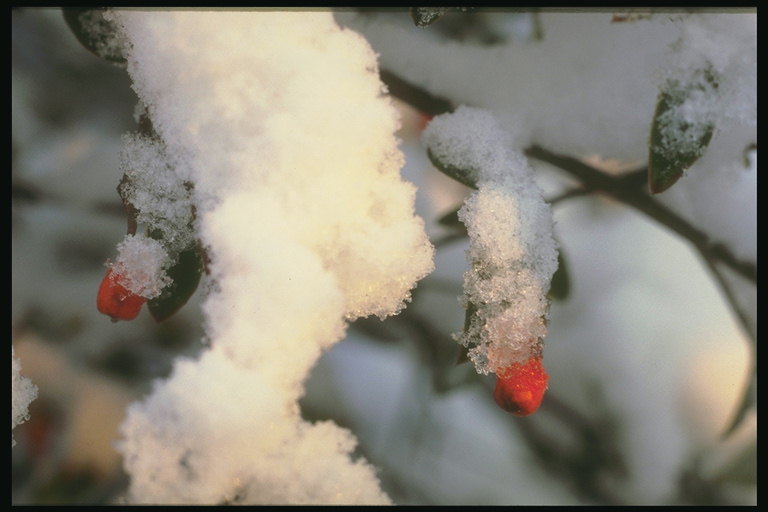 Berries sa ilalim ng snow