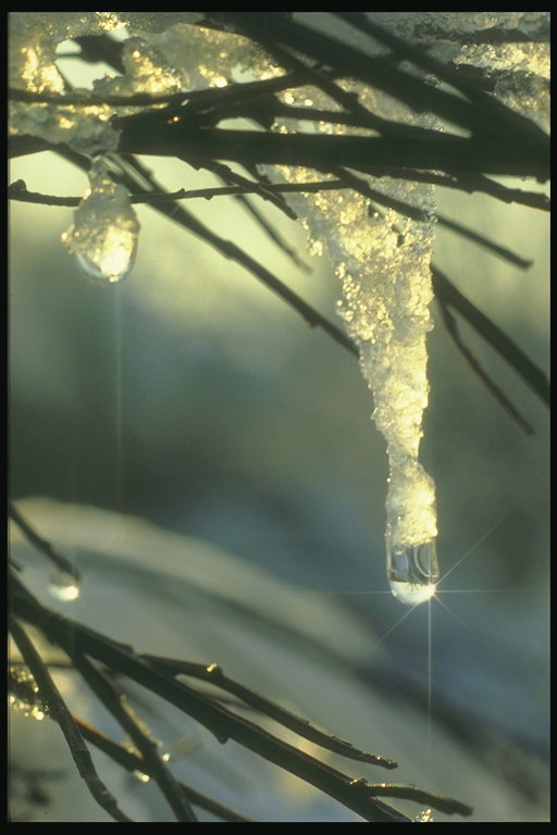 Sparkling gelo recobria sobre os ramos