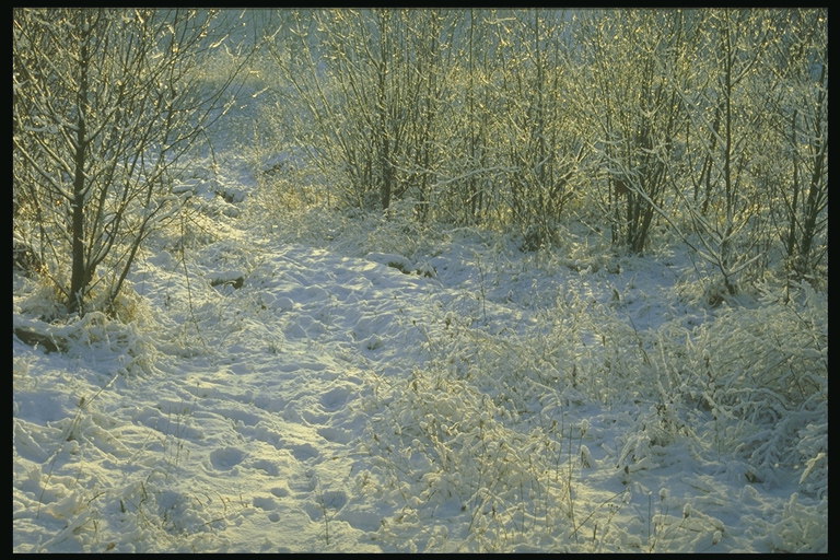 White canvas musim dingin