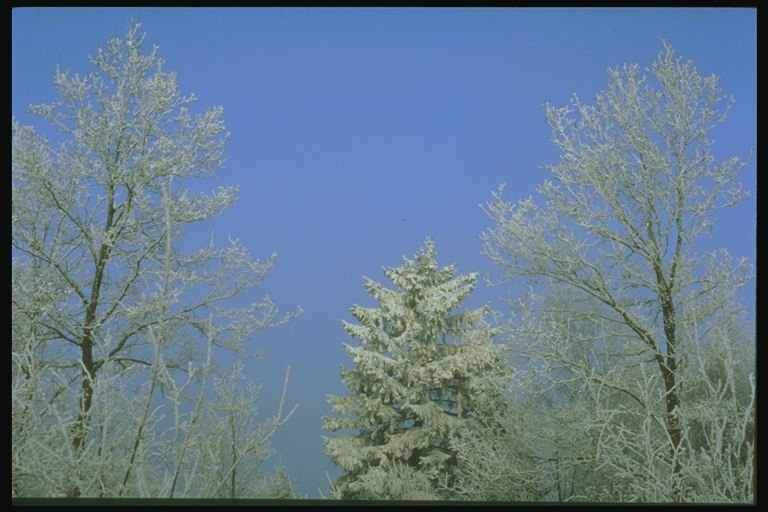 Blå himmel. Träd på vintern