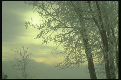 Winter landscape. Sunset. The branches of INEE