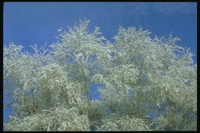 Las ramas en la nieve contra el telón de fondo de cielo azul