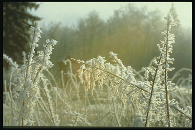 Landschaft. Der erste Frost