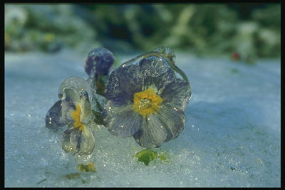 बर्फ में फूल