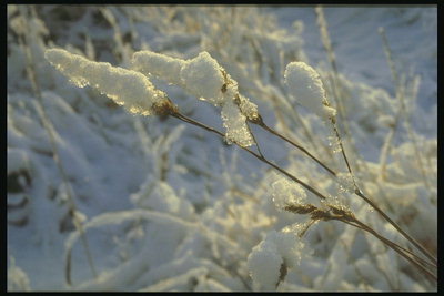 Droog gras onder het gewicht van de sneeuw