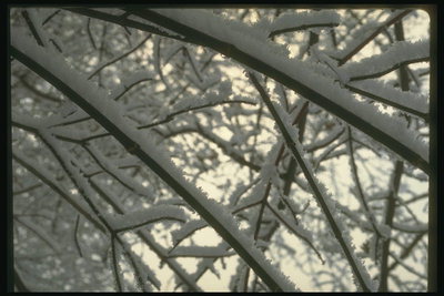 Black branches under the snow