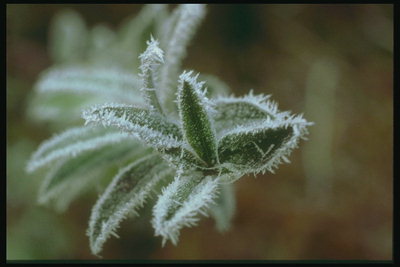 Prickles frost på den grønne blad