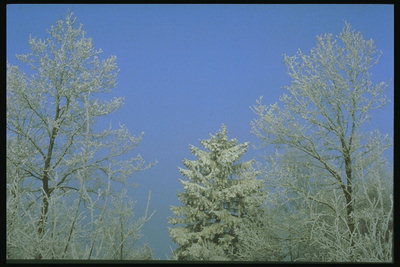 כחול בשמיים. עצים בחורף