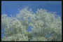 De grenar i snön mot bakgrund av blå himmel
