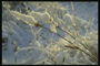Torrt gräs under tyngden av snö