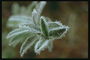 Prickles frost på den gröna blad