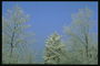 Mėlynas dangus. Medžiai žiemą
