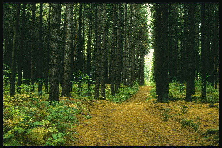 المسار الغابات