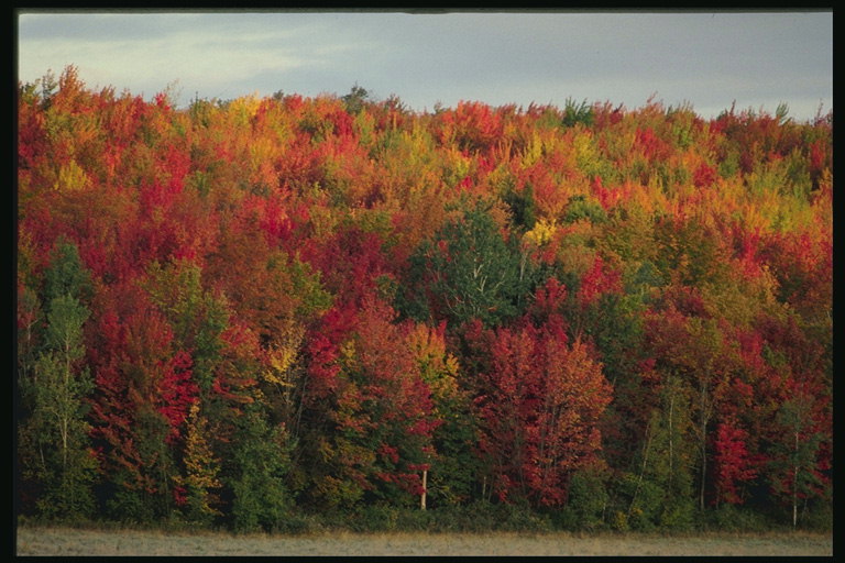 مجموعة متنوعة من الألوان. اشجار الصنوبر الأخضر من الأوراق الحمراء