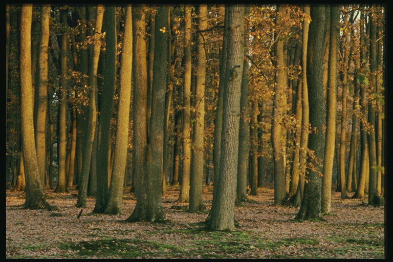 Höst i skogen. Brown hösten panorama
