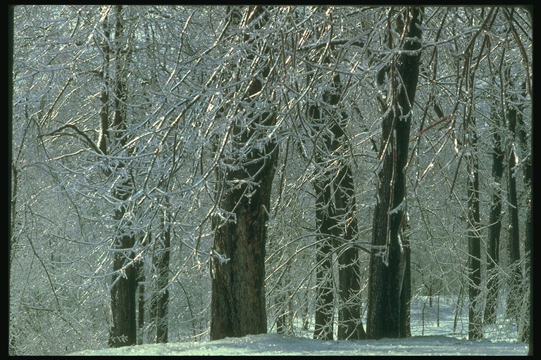 Vinter i skogen