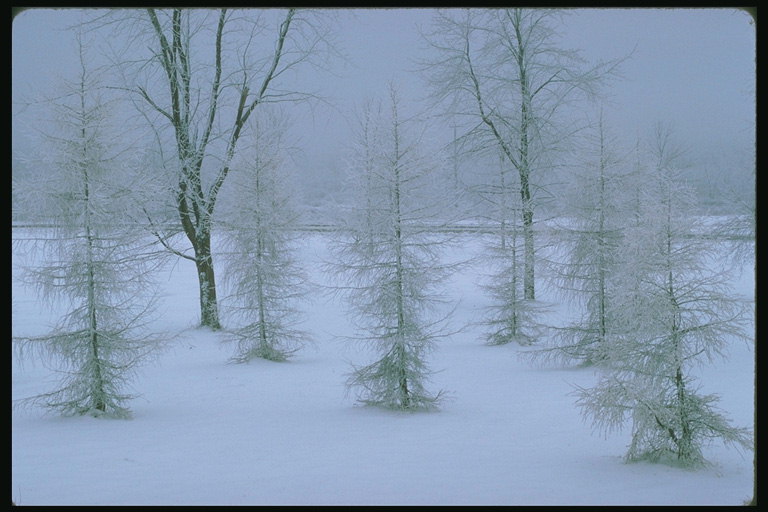 Snow-white spruce
