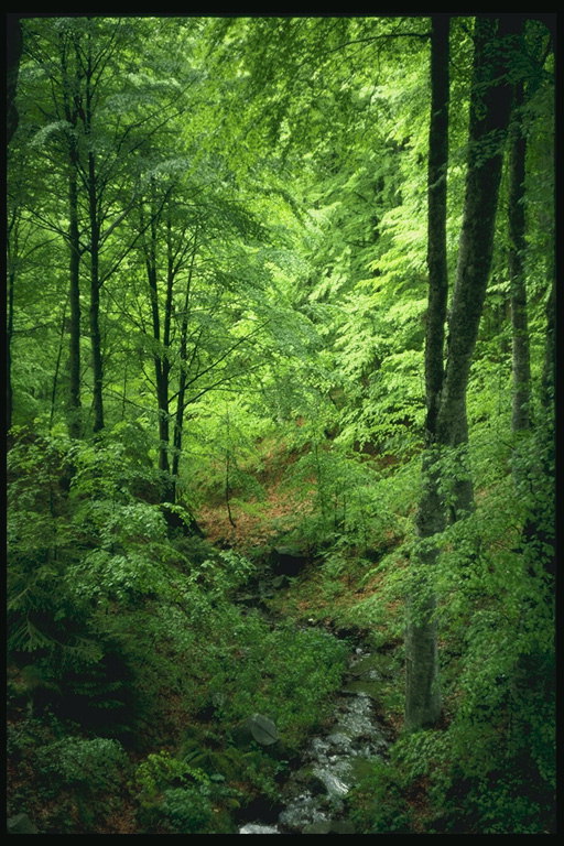 Râul, verde de arbori, arbusti
